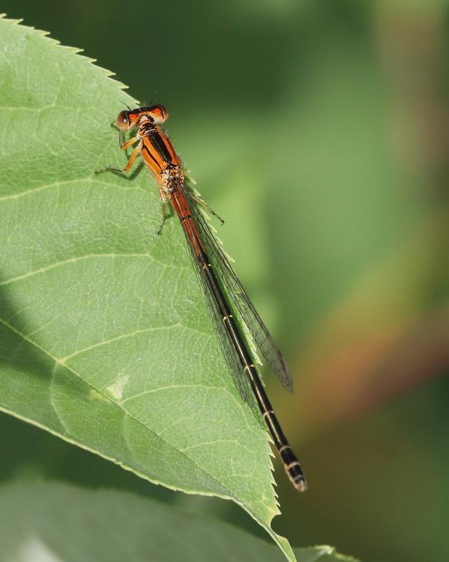 Photo of Eastern Forktail