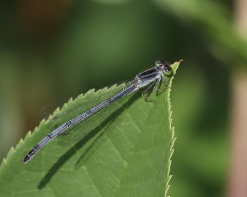 Photo of Eastern Forktail