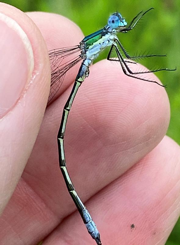 Photo of Emerald Spreadwing