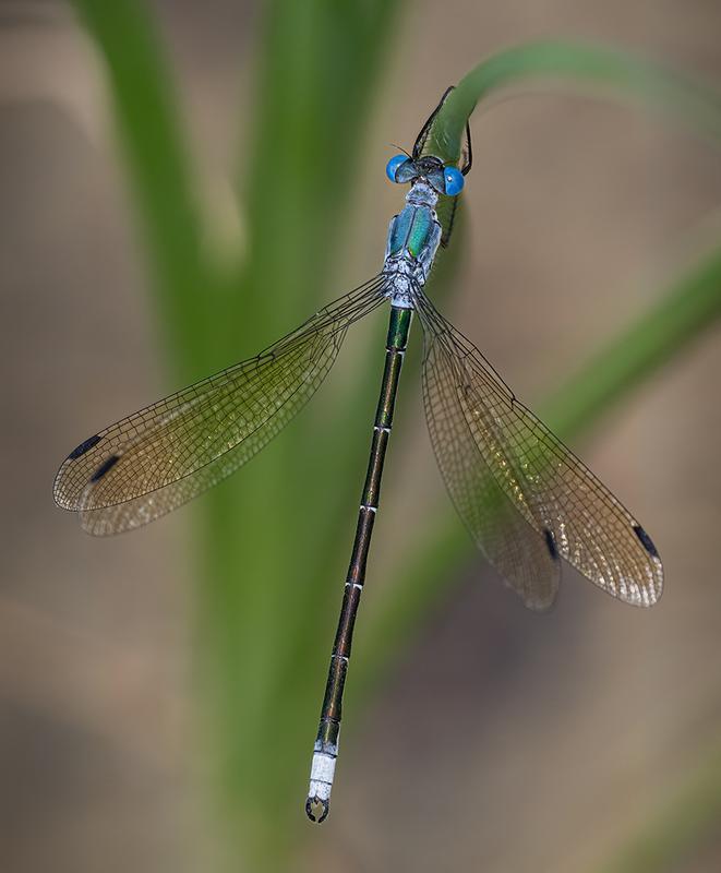 Photo of Amber-winged Spreadwing