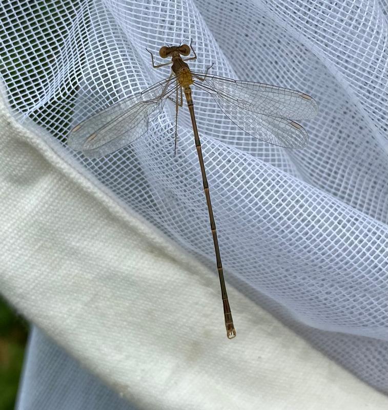 Photo of Slender Spreadwing