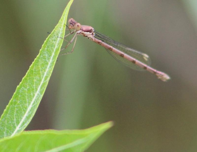 Photo of Spotted Spreadwing