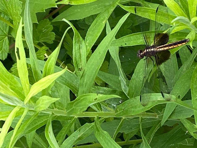 Photo of Widow Skimmer