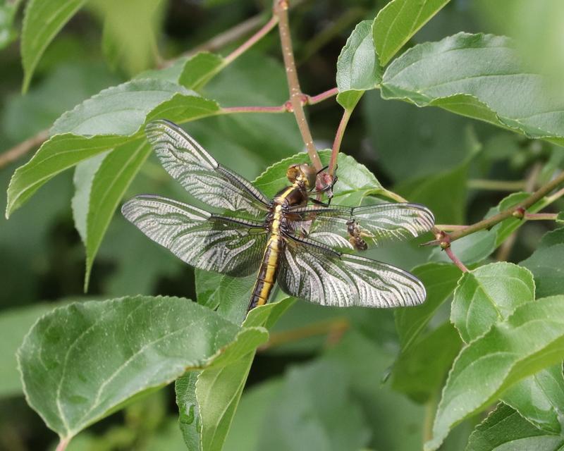 Photo of Widow Skimmer