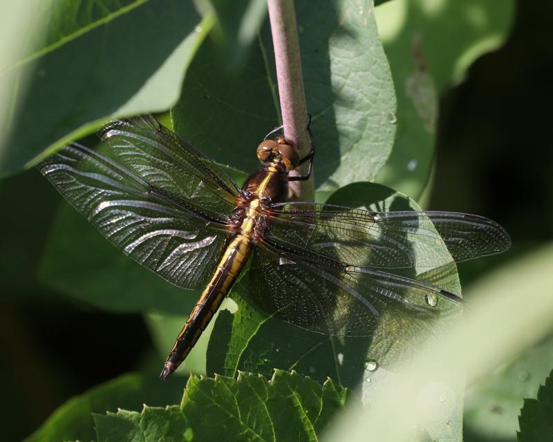 Photo of Widow Skimmer