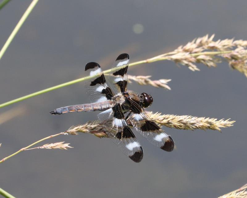 Photo of Twelve-spotted Skimmer