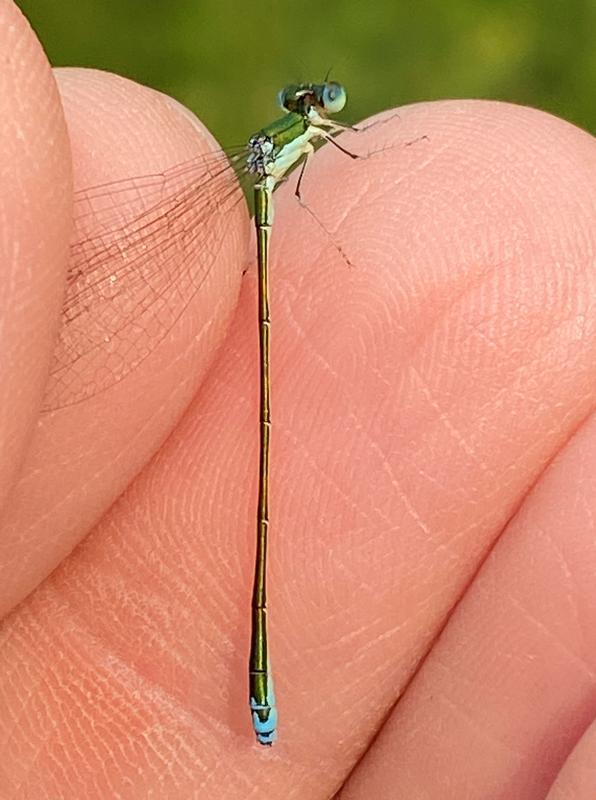 Photo of Sedge Sprite