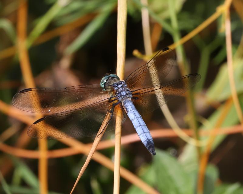 Photo of Blue Dasher