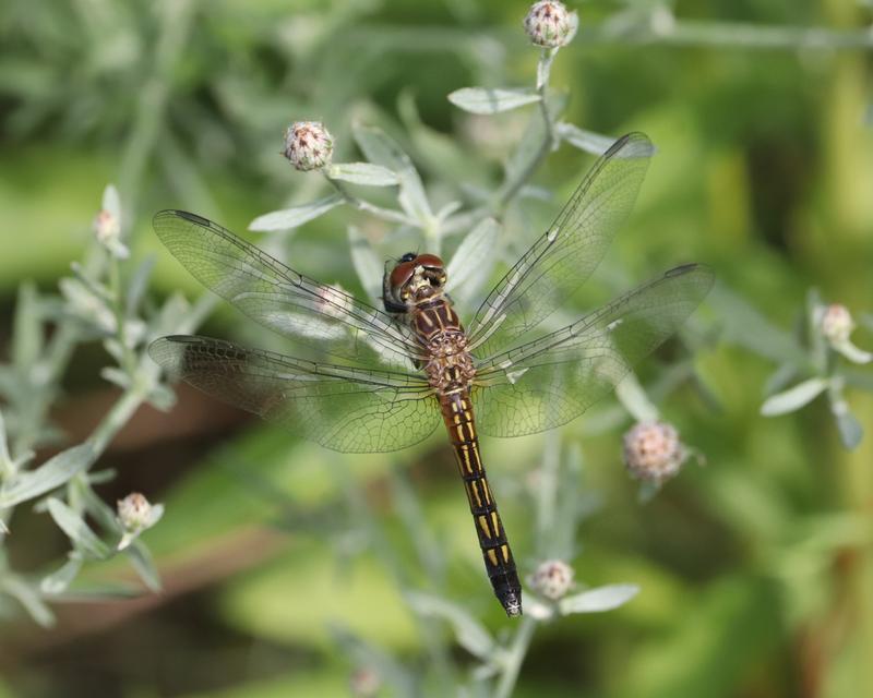 Photo of Blue Dasher