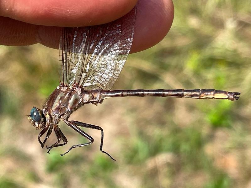 Photo of Dusky Clubtail