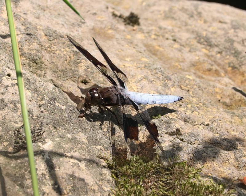 Photo of Common Whitetail