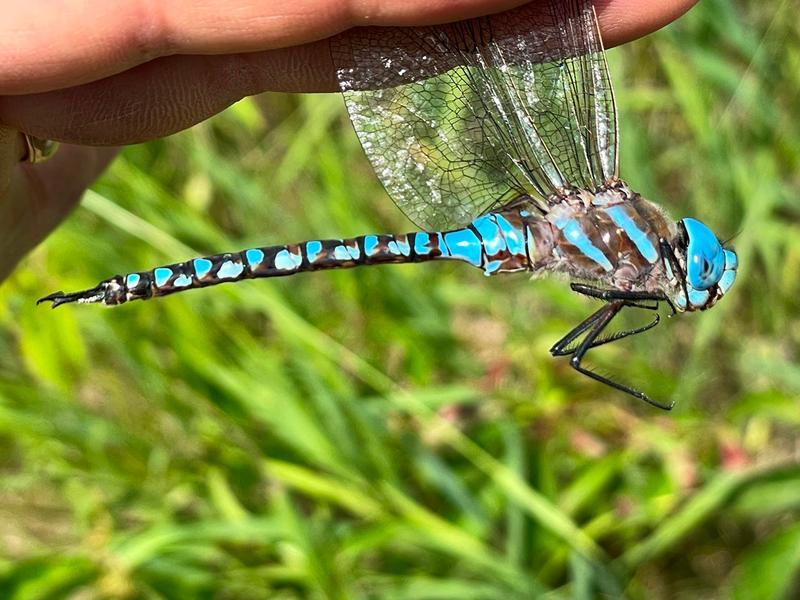 Photo of Blue-eyed Darner