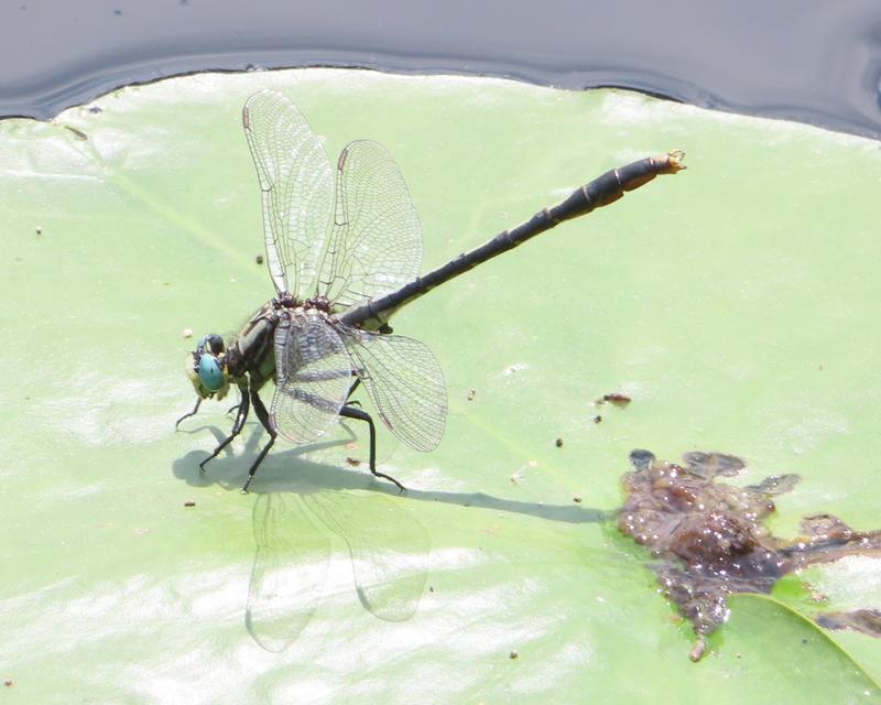 Photo of Lilypad Clubtail