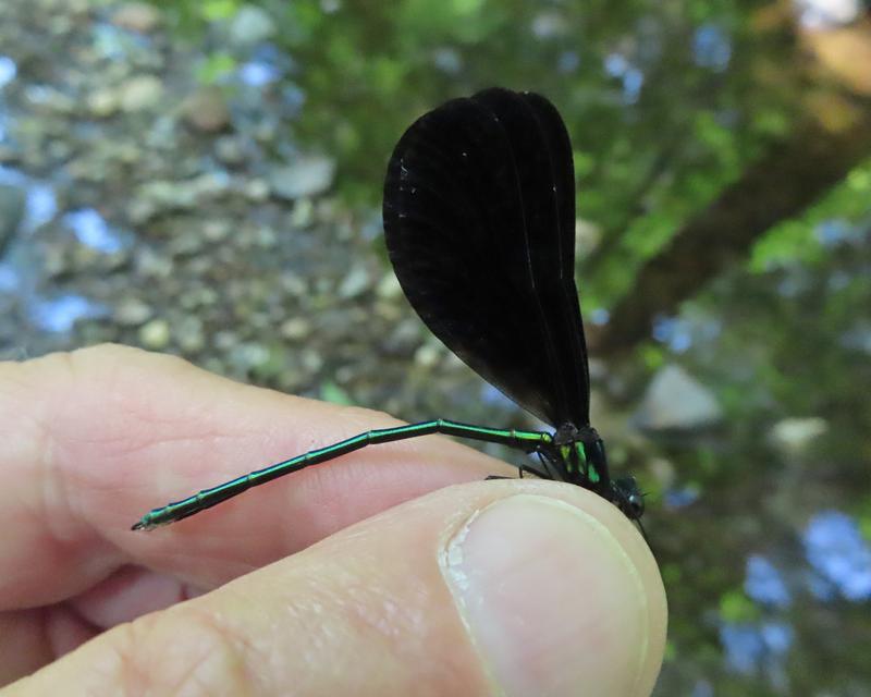 Photo of Ebony Jewelwing