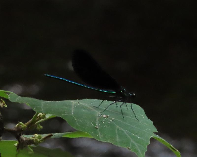 Photo of Ebony Jewelwing