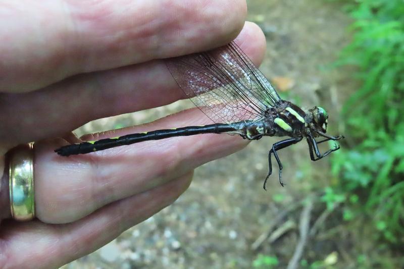 Photo of Arrowhead Spiketail