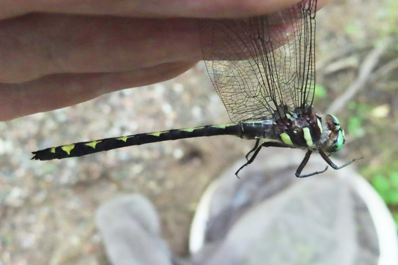 Photo of Arrowhead Spiketail