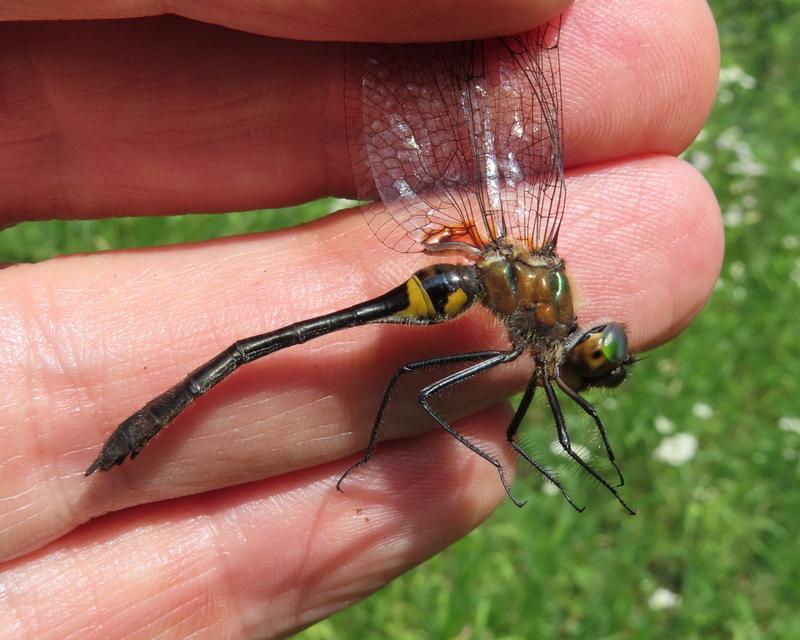 Photo of Racket-tailed Emerald