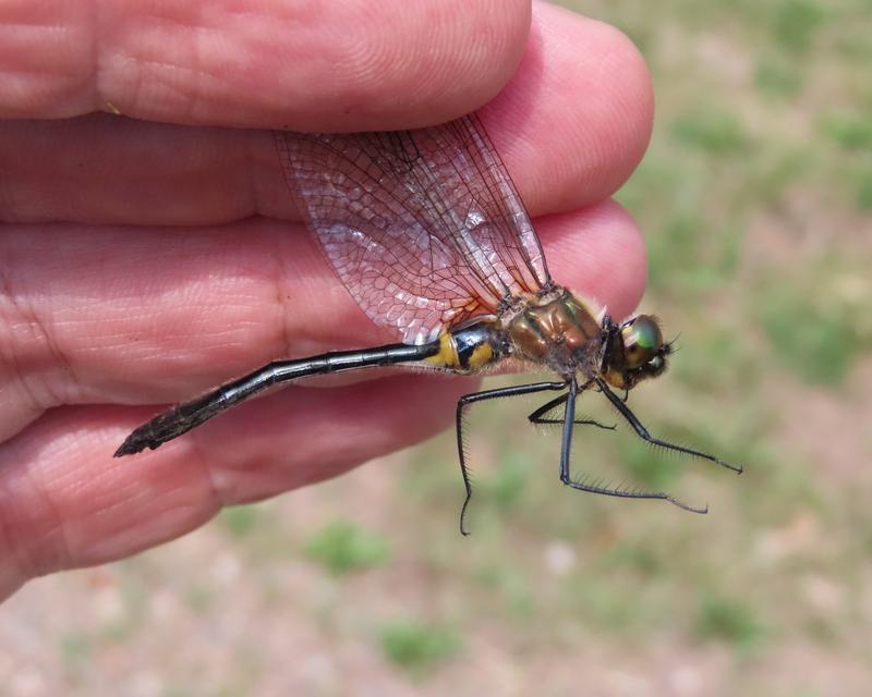 Photo of Racket-tailed Emerald