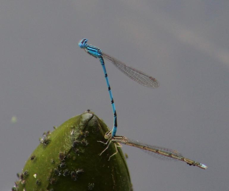 Photo of Double-striped Bluet