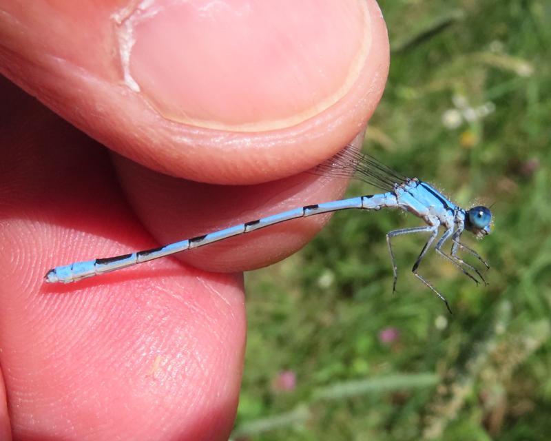 Photo of Hagen's Bluet