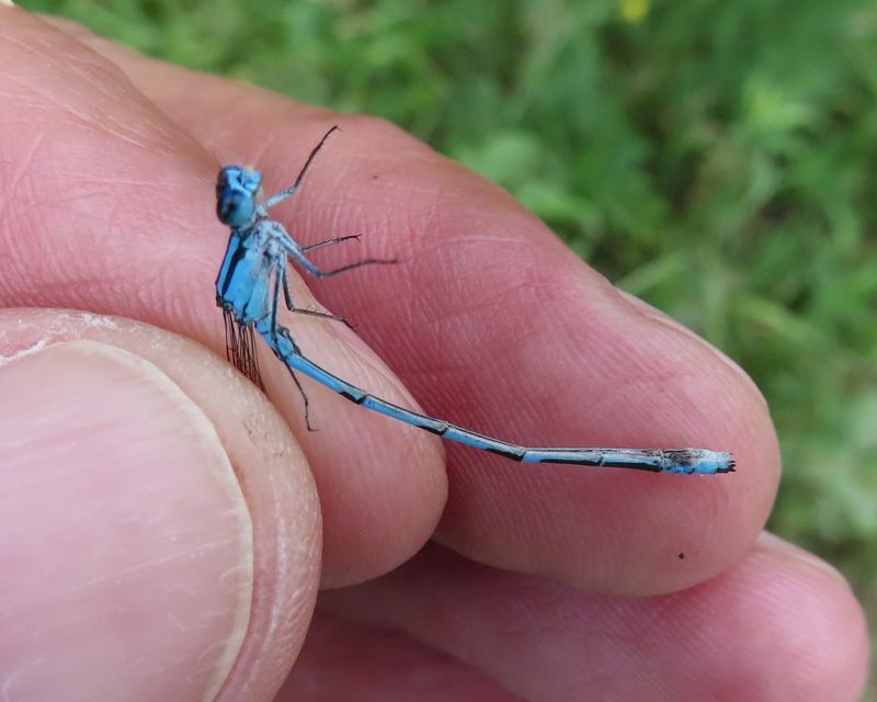 Photo of Marsh Bluet