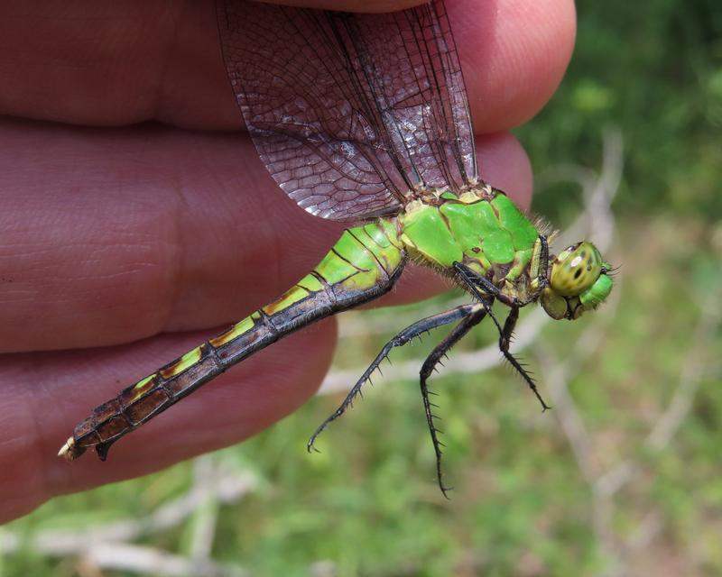 Photo of Eastern Pondhawk