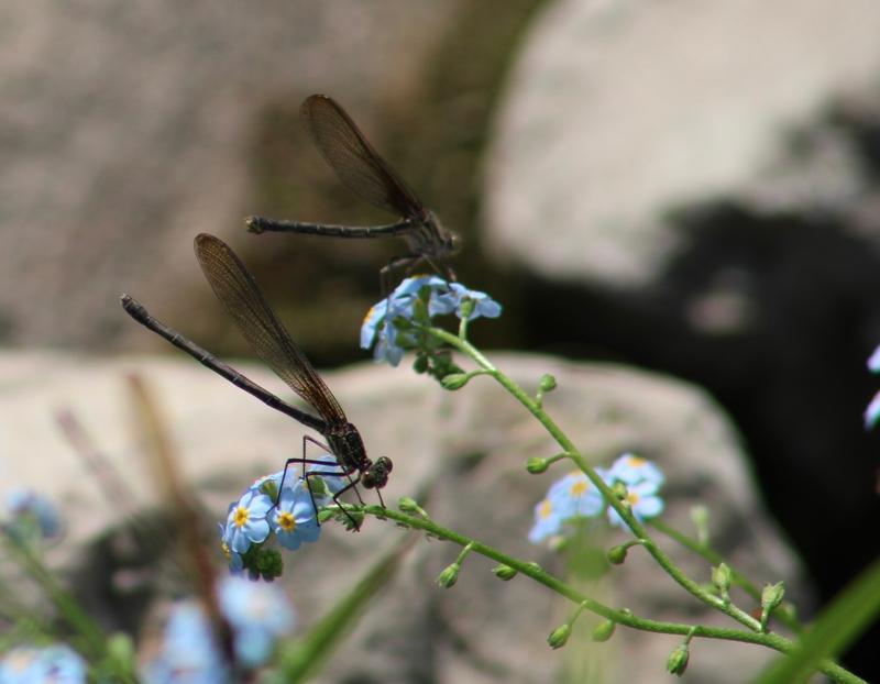 Photo of American Rubyspot