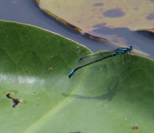 Photo of Lilypad Forktail