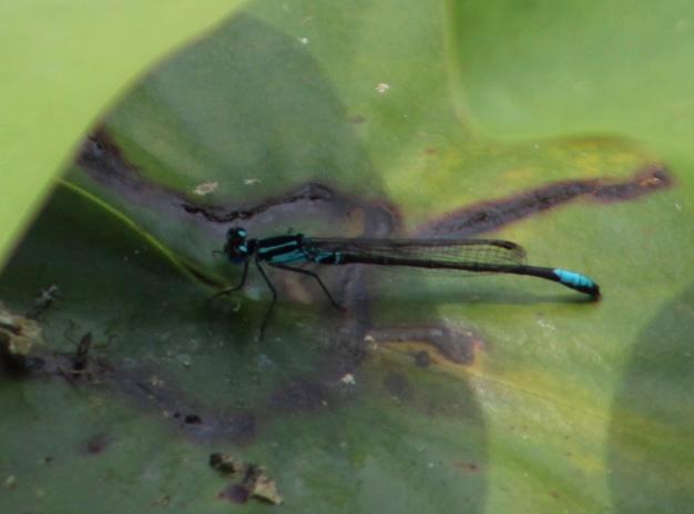 Photo of Lilypad Forktail