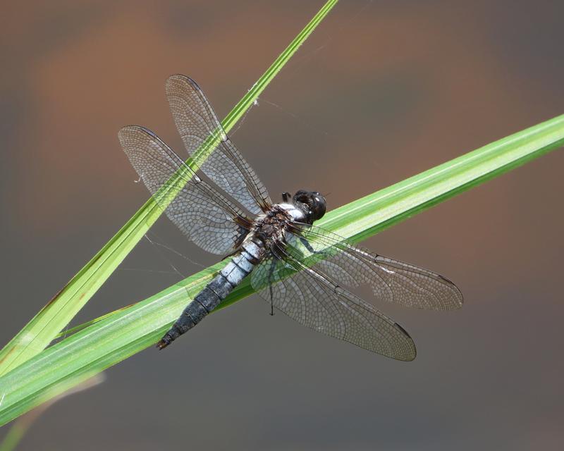 Photo of Chalk-fronted Corporal