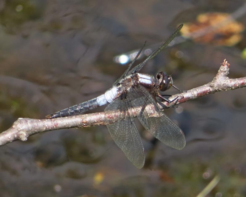 Photo of Chalk-fronted Corporal