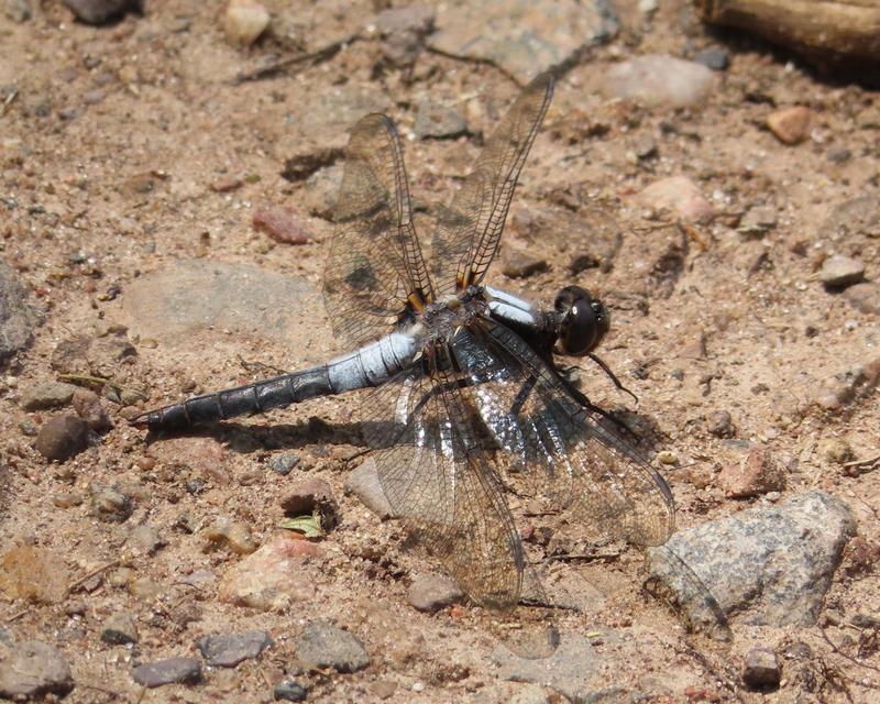 Photo of Chalk-fronted Corporal