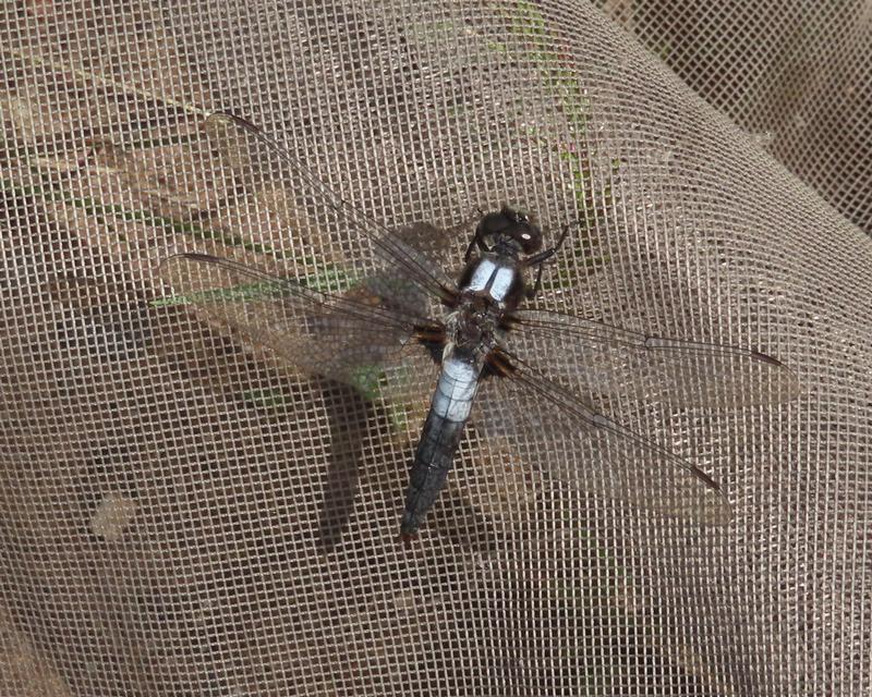 Photo of Chalk-fronted Corporal