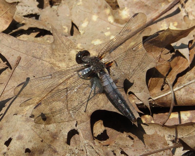 Photo of Chalk-fronted Corporal