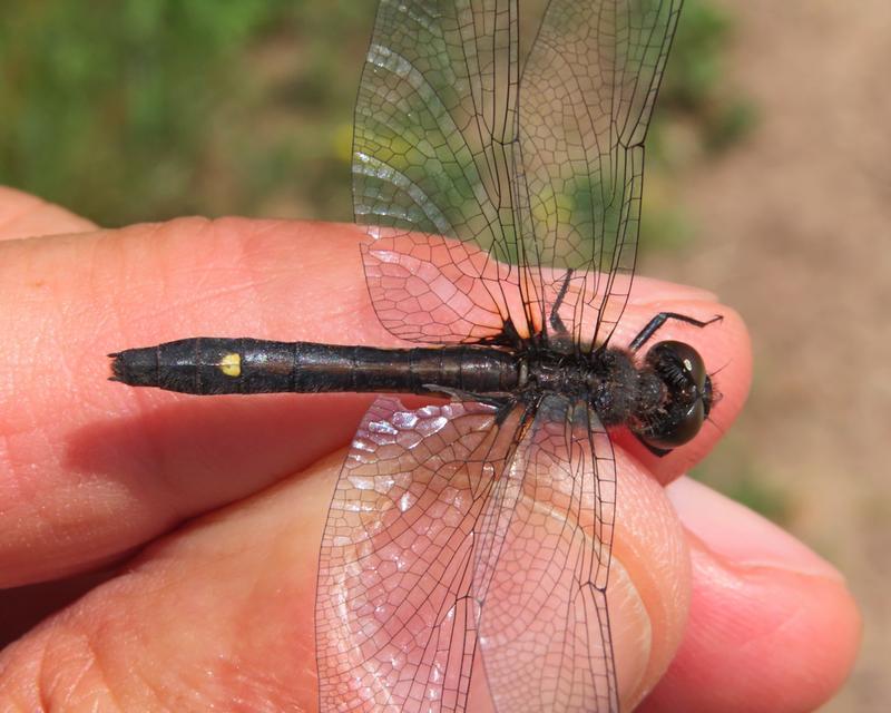 Photo of Dot-tailed Whiteface