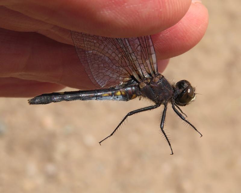 Photo of Dot-tailed Whiteface