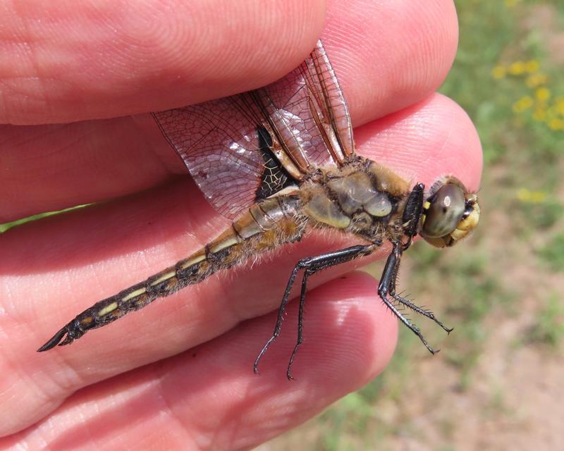 Photo of Four-spotted Skimmer