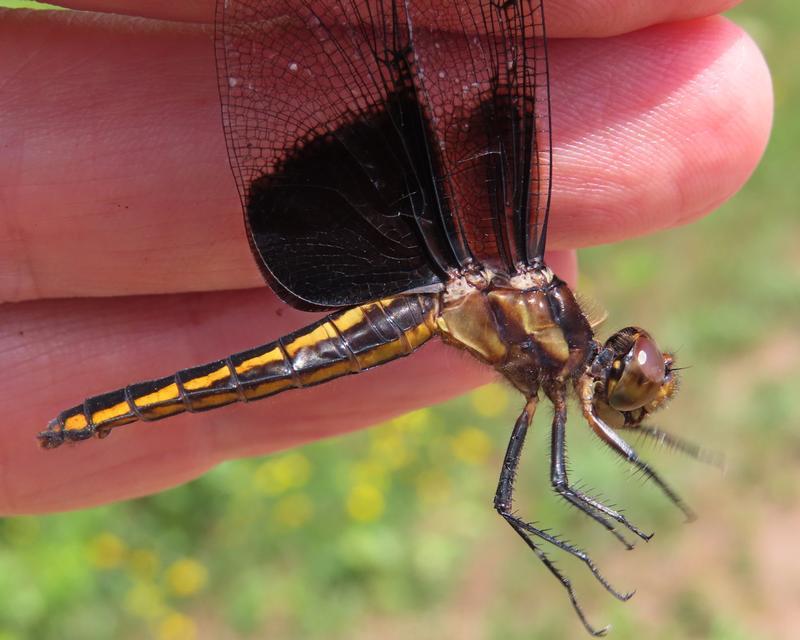 Photo of Widow Skimmer