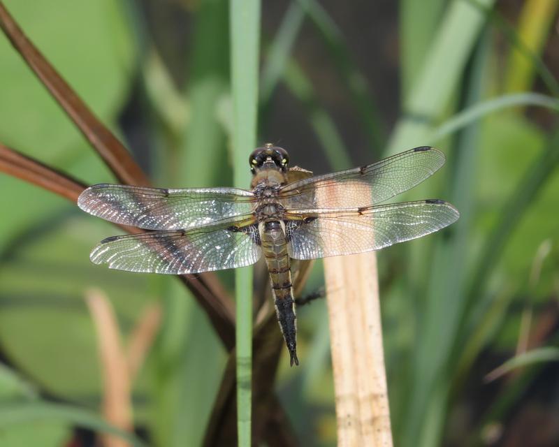 Photo of Four-spotted Skimmer