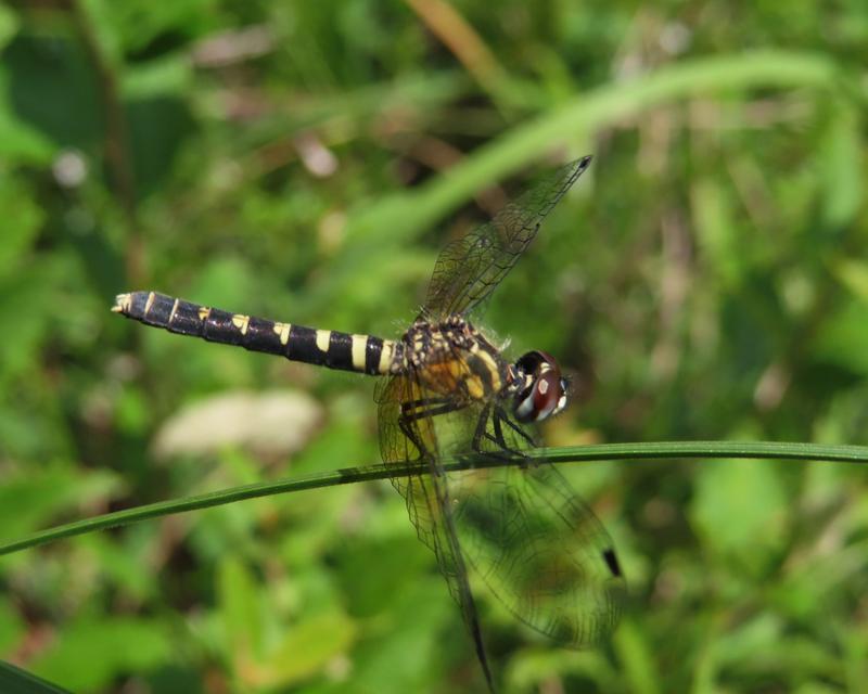 Photo of Elfin Skimmer