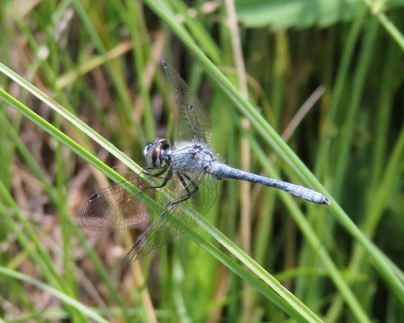 Photo of Elfin Skimmer