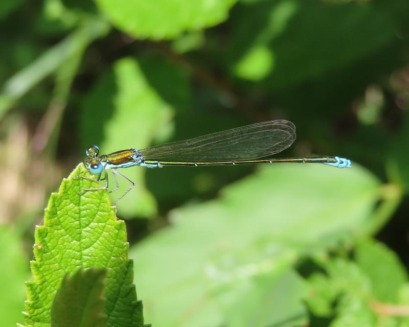 Photo of Sedge Sprite