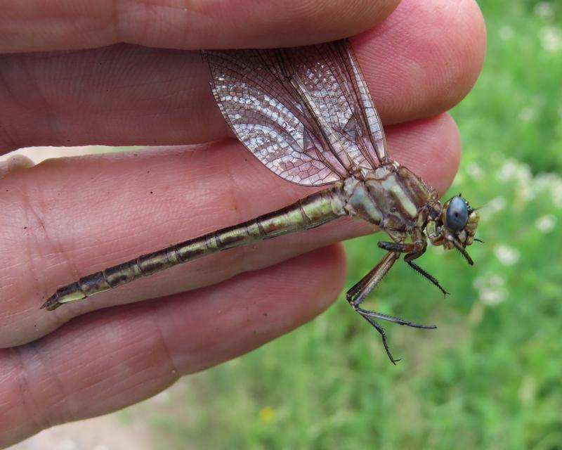 Photo of Dusky Clubtail