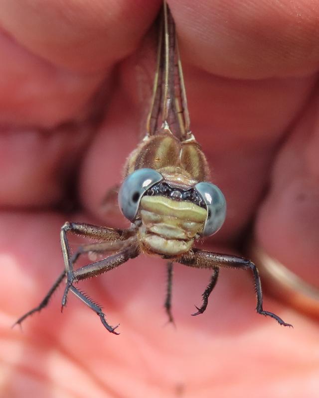 Photo of Dusky Clubtail