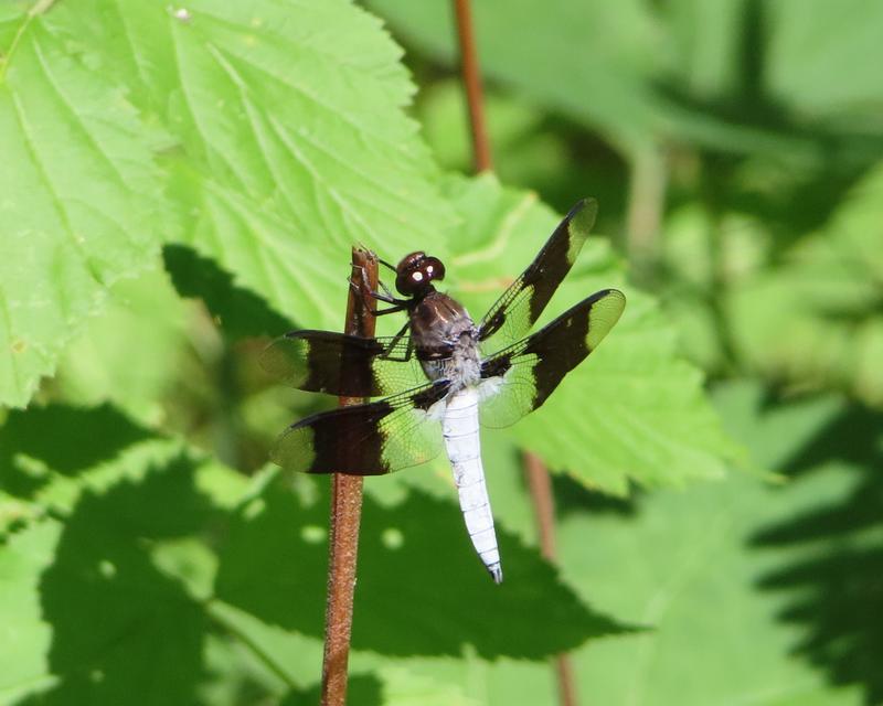 Photo of Common Whitetail