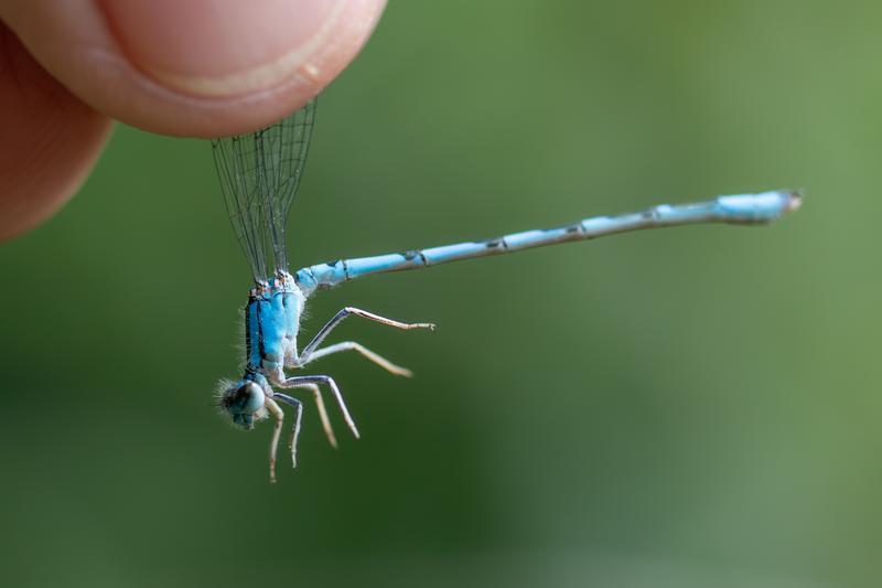 Photo of River Bluet