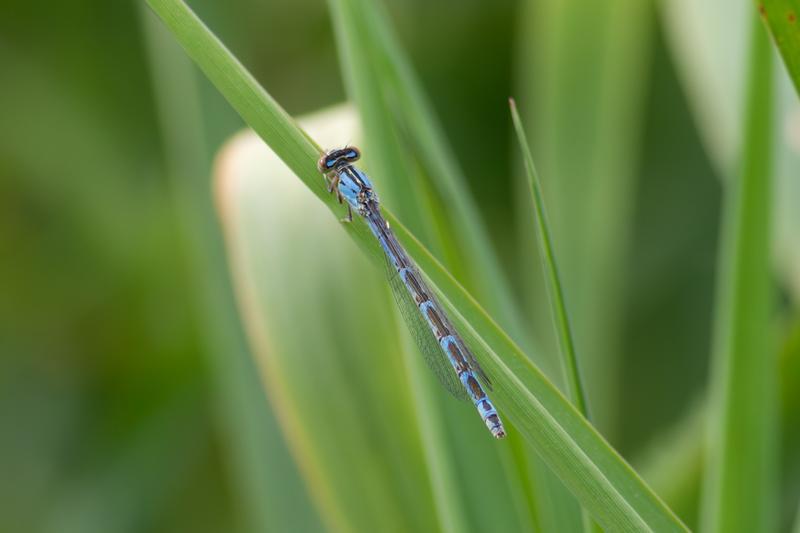 Photo of River Bluet