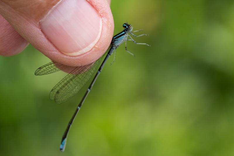 Photo of Stream Bluet