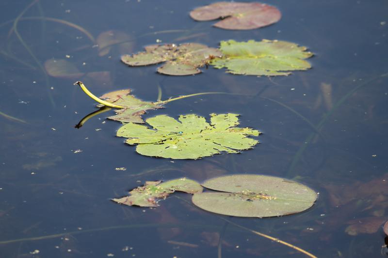 Photo of Skimming Bluet
